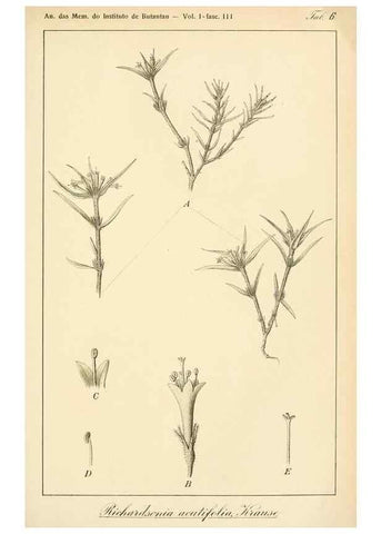 Reproducción/Reproduction 49013231391: Anexos das Memórias do Instituto de Butantan, Secção de Botânica.. S. Paulo :Comp. Melhoramentos de S. Paulo,1921-1922.. 