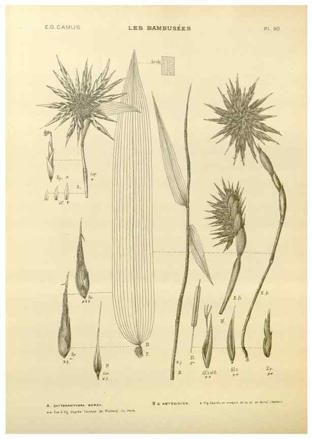 Reproducción/Reproduction 49012700782: Les Bambusées:. Paris,P. Lechevalier,1913.. 
