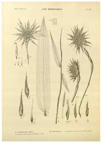 Reproducción/Reproduction 49012700782: Les Bambusées:. Paris,P. Lechevalier,1913.. 