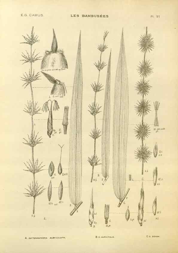 Reproducción/Reproduction 49012701152: Les Bambusées:. Paris,P. Lechevalier,1913.. 