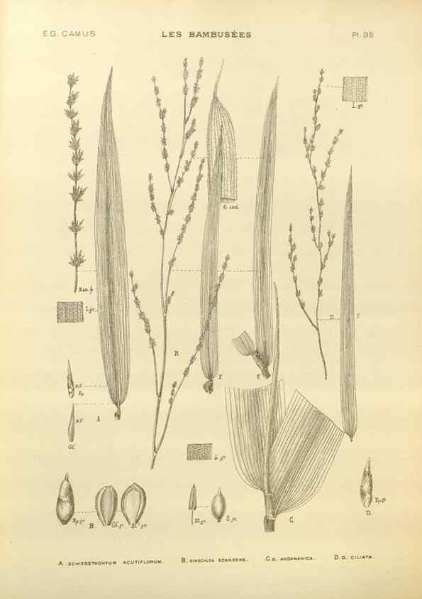 Reproducción/Reproduction 49012494671: Les Bambusées:. Paris,P. Lechevalier,1913.. 