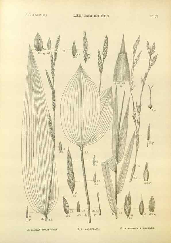 Reproducción/Reproduction 49012698362: Les Bambusées:. Paris,P. Lechevalier,1913.. 