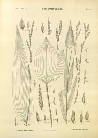 Reproducción/Reproduction 49012698362: Les Bambusées:. Paris,P. Lechevalier,1913.. 