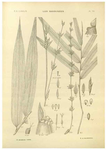 Reproducción/Reproduction 49012680532: Les Bambusées:. Paris,P. Lechevalier,1913.. 