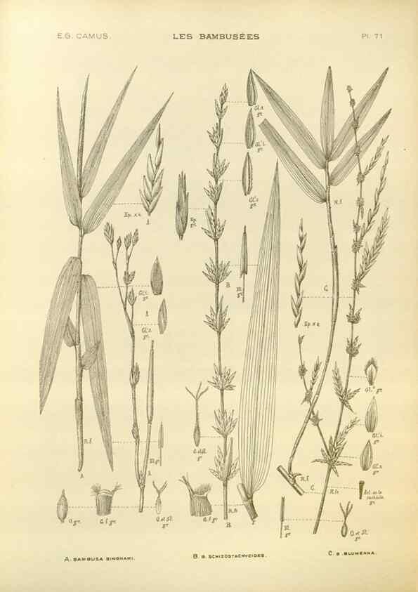 Reproducción/Reproduction 49012472681: Les Bambusées:. Paris,P. Lechevalier,1913.. 
