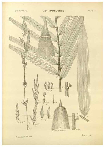 Reproducción/Reproduction 49012681082: Les Bambusées:. Paris,P. Lechevalier,1913.. 