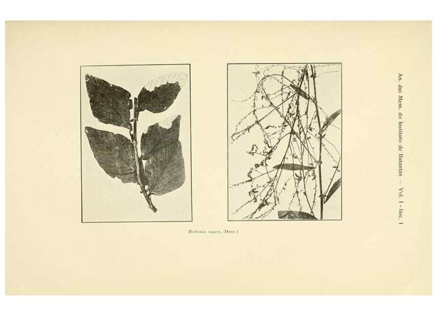 Reproducción/Reproduction 49013407362: Anexos das Memórias do Instituto de Butantan, Secção de Botânica.. S. Paulo :Comp. Melhoramentos de S. Paulo,1921-1922.. 