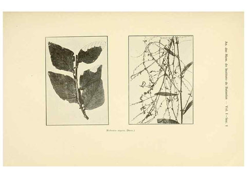 Reproducción/Reproduction 49013407362: Anexos das Memórias do Instituto de Butantan, Secção de Botânica.. S. Paulo :Comp. Melhoramentos de S. Paulo,1921-1922.. 