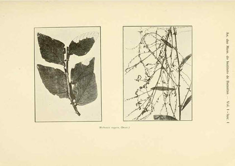 Reproducción/Reproduction 49013407362: Anexos das Memórias do Instituto de Butantan, Secção de Botânica.. S. Paulo :Comp. Melhoramentos de S. Paulo,1921-1922.. 