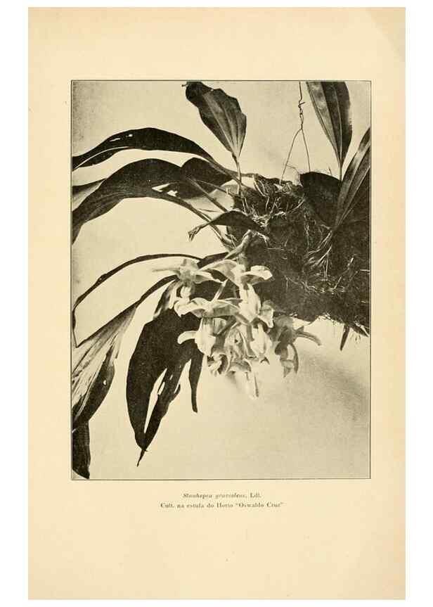 Reproducción/Reproduction 49012704273: Anexos das Memórias do Instituto de Butantan, Secção de Botânica.. S. Paulo :Comp. Melhoramentos de S. Paulo,1921-1922.. 
