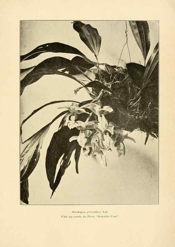 Reproducción/Reproduction 49012704273: Anexos das Memórias do Instituto de Butantan, Secção de Botânica.. S. Paulo :Comp. Melhoramentos de S. Paulo,1921-1922.. 