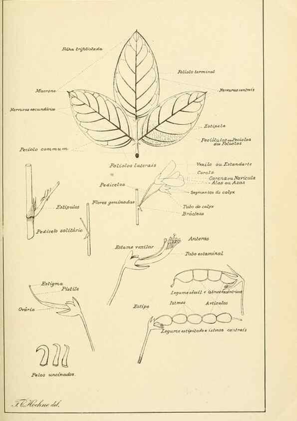 Reproducción/Reproduction 49013407672: Anexos das Memórias do Instituto de Butantan, Secção de Botânica.. S. Paulo :Comp. Melhoramentos de S. Paulo,1921-1922.. 