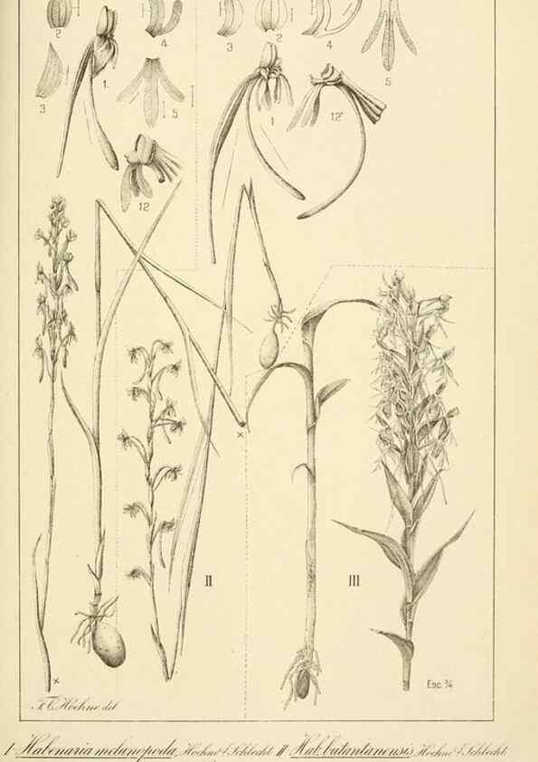 Reproducción/Reproduction 49012682608: Anexos das Memórias do Instituto de Butantan, Secção de Botânica.. S. Paulo :Comp. Melhoramentos de S. Paulo,1921-1922.. 