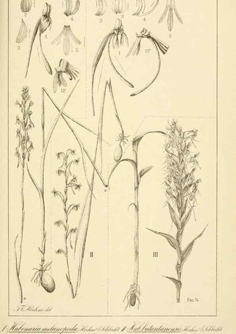 Reproducción/Reproduction 49012682608: Anexos das Memórias do Instituto de Butantan, Secção de Botânica.. S. Paulo :Comp. Melhoramentos de S. Paulo,1921-1922.. 