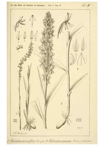 Reproducción/Reproduction 49013211431: Anexos das Memórias do Instituto de Butantan, Secção de Botânica.. S. Paulo :Comp. Melhoramentos de S. Paulo,1921-1922.. 