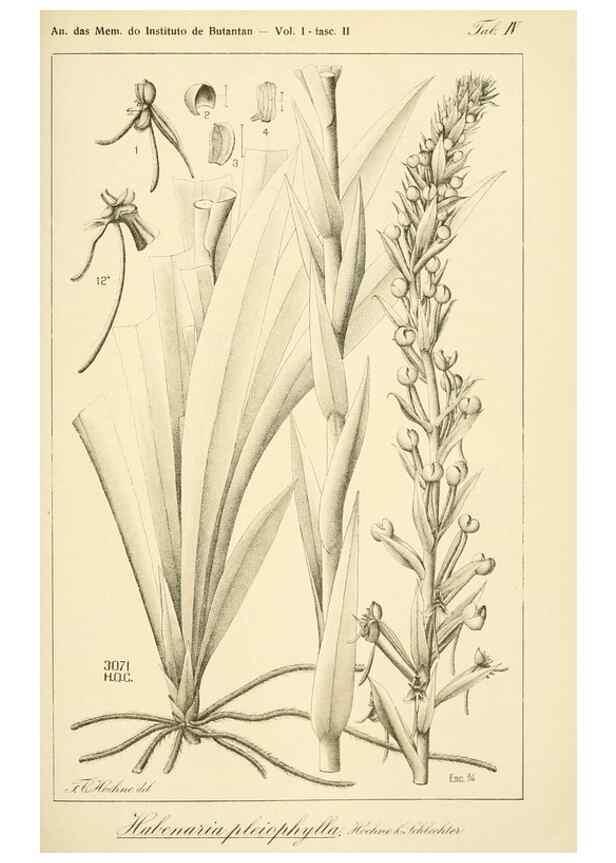 Reproducción/Reproduction 49012683793: Anexos das Memórias do Instituto de Butantan, Secção de Botânica.. S. Paulo :Comp. Melhoramentos de S. Paulo,1921-1922.. 