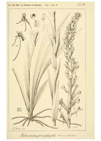 Reproducción/Reproduction 49012683793: Anexos das Memórias do Instituto de Butantan, Secção de Botânica.. S. Paulo :Comp. Melhoramentos de S. Paulo,1921-1922.. 