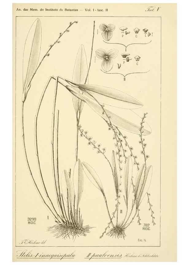 Reproducción/Reproduction 49013212241: Anexos das Memórias do Instituto de Butantan, Secção de Botânica.. S. Paulo :Comp. Melhoramentos de S. Paulo,1921-1922.. 
