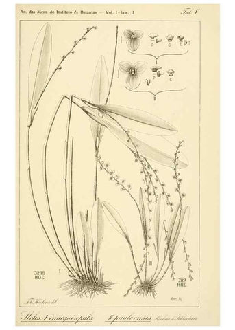 Reproducción/Reproduction 49013212241: Anexos das Memórias do Instituto de Butantan, Secção de Botânica.. S. Paulo :Comp. Melhoramentos de S. Paulo,1921-1922.. 