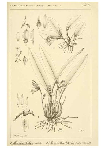 Reproducción/Reproduction 49012684598: Anexos das Memórias do Instituto de Butantan, Secção de Botânica.. S. Paulo :Comp. Melhoramentos de S. Paulo,1921-1922.. 