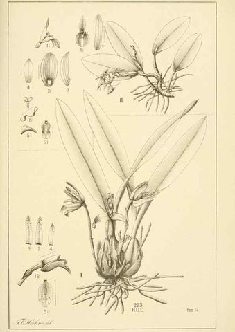 Reproducción/Reproduction 49012684598: Anexos das Memórias do Instituto de Butantan, Secção de Botânica.. S. Paulo :Comp. Melhoramentos de S. Paulo,1921-1922.. 