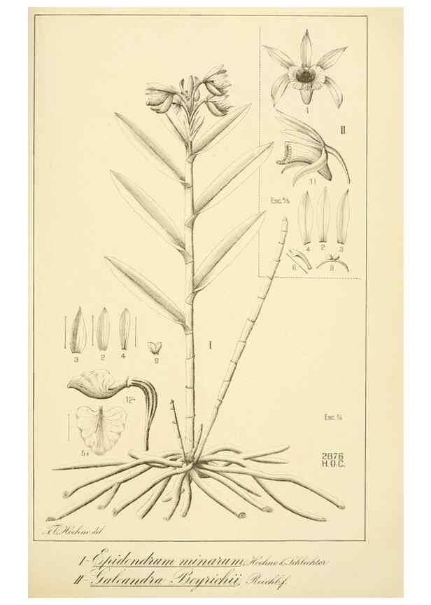 Reproducción/Reproduction 49013212946: Anexos das Memórias do Instituto de Butantan, Secção de Botânica.. S. Paulo :Comp. Melhoramentos de S. Paulo,1921-1922.. 