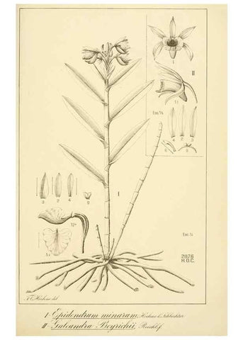 Reproducción/Reproduction 49013212946: Anexos das Memórias do Instituto de Butantan, Secção de Botânica.. S. Paulo :Comp. Melhoramentos de S. Paulo,1921-1922.. 