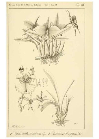 Reproducción/Reproduction 49012685343: Anexos das Memórias do Instituto de Butantan, Secção de Botânica.. S. Paulo :Comp. Melhoramentos de S. Paulo,1921-1922.. 