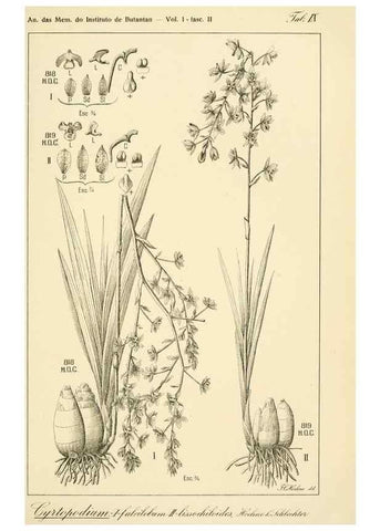 Reproducción/Reproduction 49012685673: Anexos das Memórias do Instituto de Butantan, Secção de Botânica.. S. Paulo :Comp. Melhoramentos de S. Paulo,1921-1922.. 