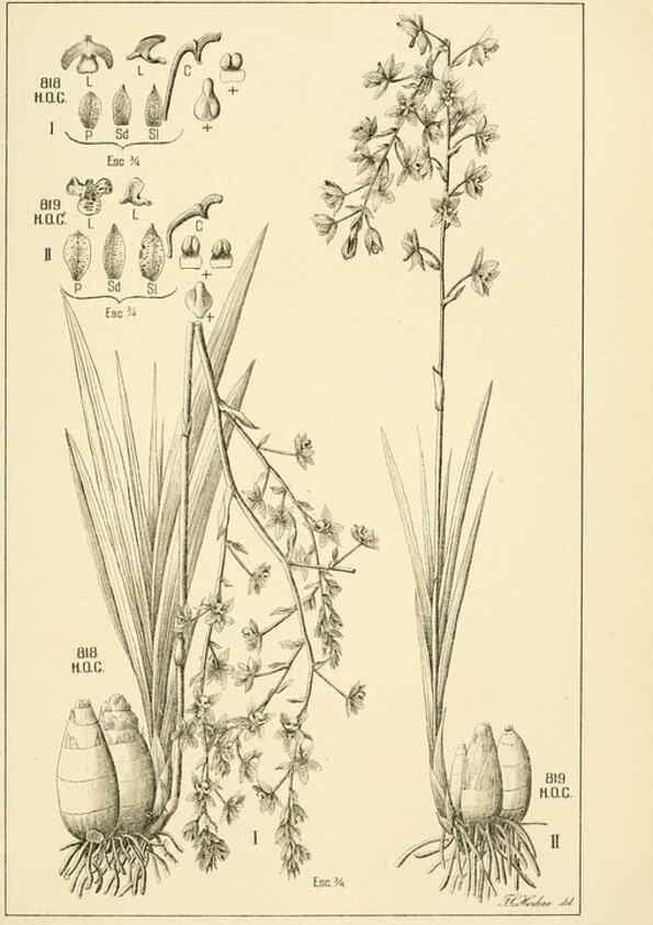 Reproducción/Reproduction 49012685673: Anexos das Memórias do Instituto de Butantan, Secção de Botânica.. S. Paulo :Comp. Melhoramentos de S. Paulo,1921-1922.. 