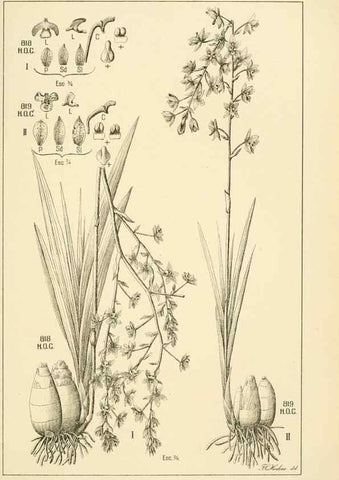 Reproducción/Reproduction 49012685673: Anexos das Memórias do Instituto de Butantan, Secção de Botânica.. S. Paulo :Comp. Melhoramentos de S. Paulo,1921-1922.. 