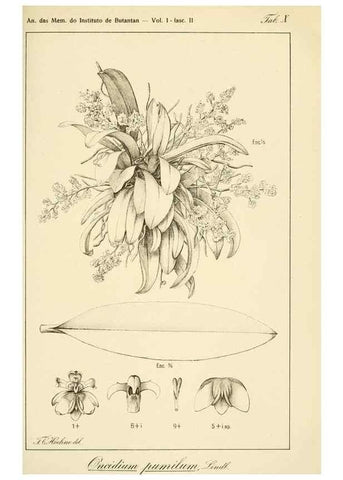 Reproducción/Reproduction 49012685973: Anexos das Memórias do Instituto de Butantan, Secção de Botânica.. S. Paulo :Comp. Melhoramentos de S. Paulo,1921-1922.. 
