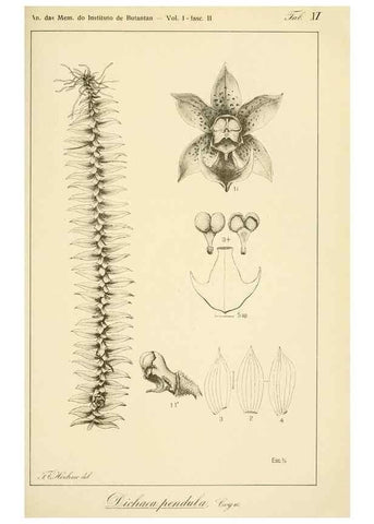 Reproducción/Reproduction 49013420062: Anexos das Memórias do Instituto de Butantan, Secção de Botânica.. S. Paulo :Comp. Melhoramentos de S. Paulo,1921-1922.. 