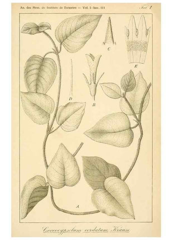 Reproducción/Reproduction 49013229696: Anexos das Memórias do Instituto de Butantan, Secção de Botânica.. S. Paulo :Comp. Melhoramentos de S. Paulo,1921-1922.. 