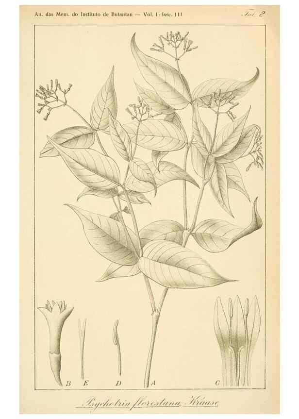 Reproducción/Reproduction 49012702603: Anexos das Memórias do Instituto de Butantan, Secção de Botânica.. S. Paulo :Comp. Melhoramentos de S. Paulo,1921-1922.. 