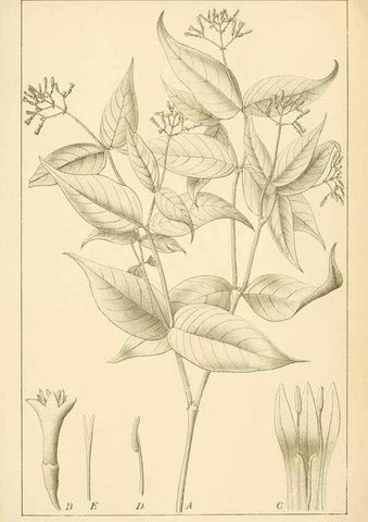 Reproducción/Reproduction 49012702603: Anexos das Memórias do Instituto de Butantan, Secção de Botânica.. S. Paulo :Comp. Melhoramentos de S. Paulo,1921-1922.. 