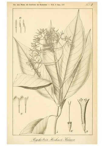 Reproducción/Reproduction 49012702863: Anexos das Memórias do Instituto de Butantan, Secção de Botânica.. S. Paulo :Comp. Melhoramentos de S. Paulo,1921-1922.. 
