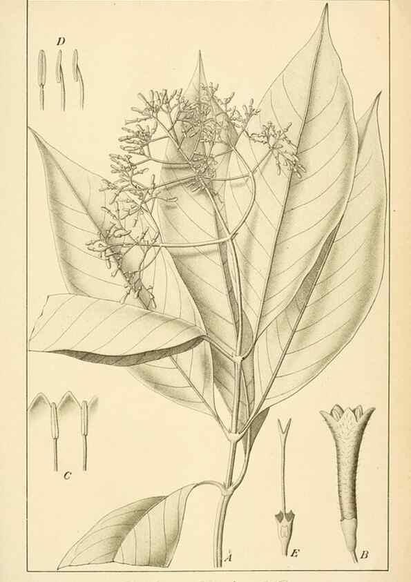Reproducción/Reproduction 49012702863: Anexos das Memórias do Instituto de Butantan, Secção de Botânica.. S. Paulo :Comp. Melhoramentos de S. Paulo,1921-1922.. 