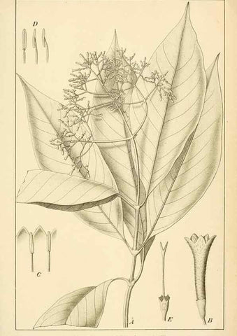 Reproducción/Reproduction 49012702863: Anexos das Memórias do Instituto de Butantan, Secção de Botânica.. S. Paulo :Comp. Melhoramentos de S. Paulo,1921-1922.. 