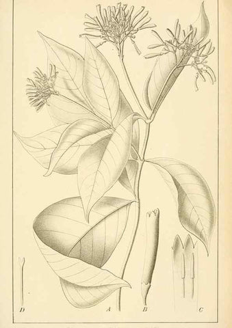 Reproducción/Reproduction 49012703173: Anexos das Memórias do Instituto de Butantan, Secção de Botânica.. S. Paulo :Comp. Melhoramentos de S. Paulo,1921-1922.. 