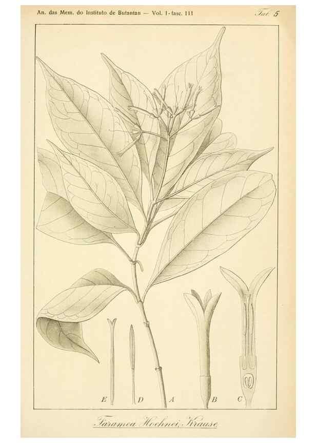 Reproducción/Reproduction 49013230811: Anexos das Memórias do Instituto de Butantan, Secção de Botânica.. S. Paulo :Comp. Melhoramentos de S. Paulo,1921-1922.. 