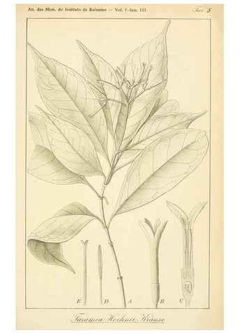 Reproducción/Reproduction 49013230811: Anexos das Memórias do Instituto de Butantan, Secção de Botânica.. S. Paulo :Comp. Melhoramentos de S. Paulo,1921-1922.. 