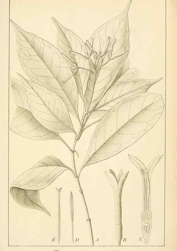 Reproducción/Reproduction 49013230811: Anexos das Memórias do Instituto de Butantan, Secção de Botânica.. S. Paulo :Comp. Melhoramentos de S. Paulo,1921-1922.. 
