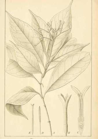 Reproducción/Reproduction 49013230811: Anexos das Memórias do Instituto de Butantan, Secção de Botânica.. S. Paulo :Comp. Melhoramentos de S. Paulo,1921-1922.. 