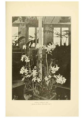Reproducción/Reproduction 49012681948: Anexos das Memórias do Instituto de Butantan, Secção de Botânica.. S. Paulo :Comp. Melhoramentos de S. Paulo,1921-1922.. 