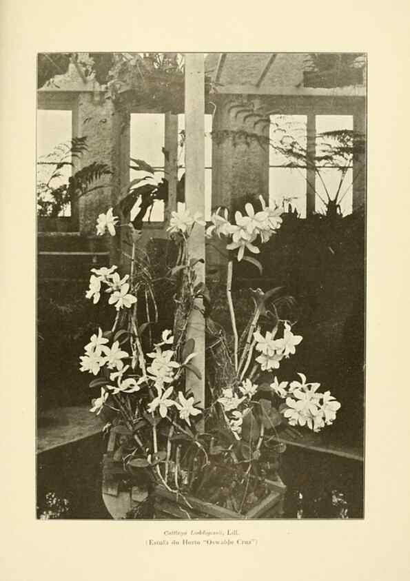 Reproducción/Reproduction 49012681948: Anexos das Memórias do Instituto de Butantan, Secção de Botânica.. S. Paulo :Comp. Melhoramentos de S. Paulo,1921-1922.. 