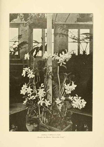 Reproducción/Reproduction 49012681948: Anexos das Memórias do Instituto de Butantan, Secção de Botânica.. S. Paulo :Comp. Melhoramentos de S. Paulo,1921-1922.. 
