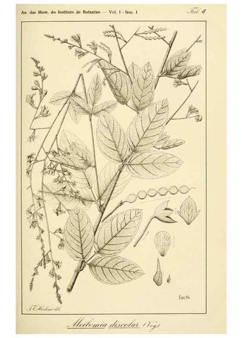 Reproducción/Reproduction 49013202156: Anexos das Memórias do Instituto de Butantan, Secção de Botânica.. S. Paulo :Comp. Melhoramentos de S. Paulo,1921-1922.. 