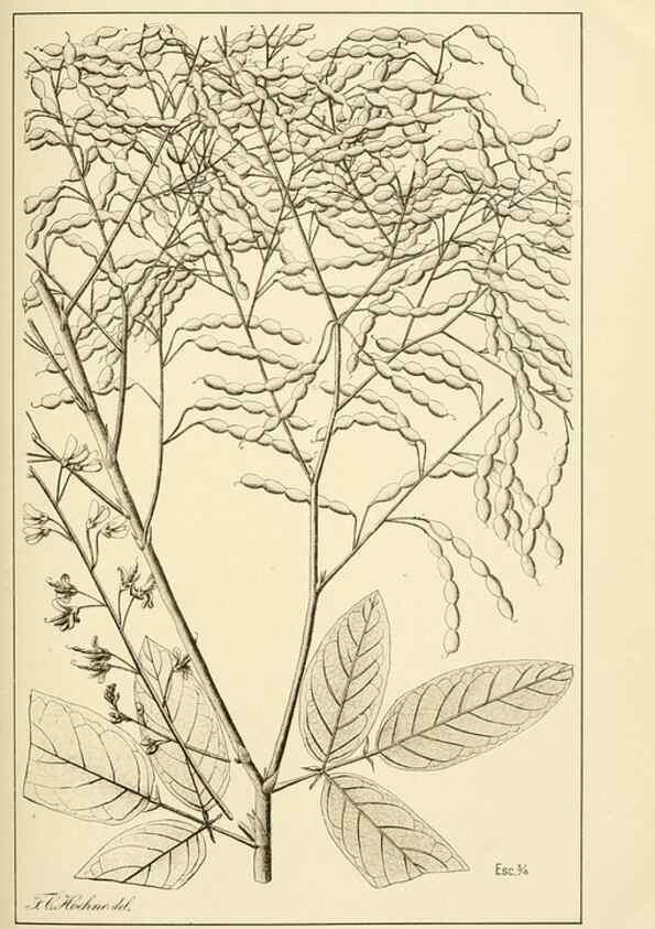 Reproducción/Reproduction 49013202536: Anexos das Memórias do Instituto de Butantan, Secção de Botânica.. S. Paulo :Comp. Melhoramentos de S. Paulo,1921-1922.. 