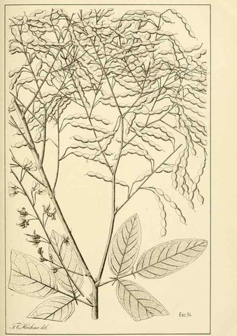 Reproducción/Reproduction 49013202536: Anexos das Memórias do Instituto de Butantan, Secção de Botânica.. S. Paulo :Comp. Melhoramentos de S. Paulo,1921-1922.. 